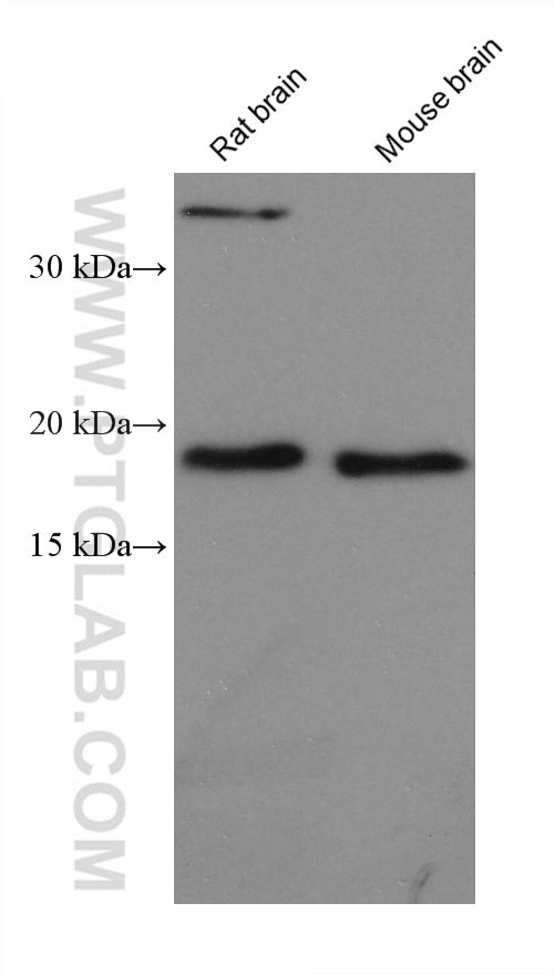 ARF4 Antibody in Western Blot (WB)