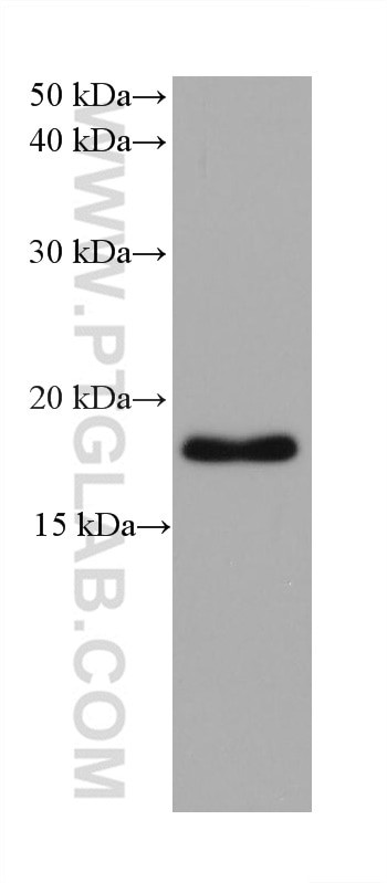 ARF4 Antibody in Western Blot (WB)