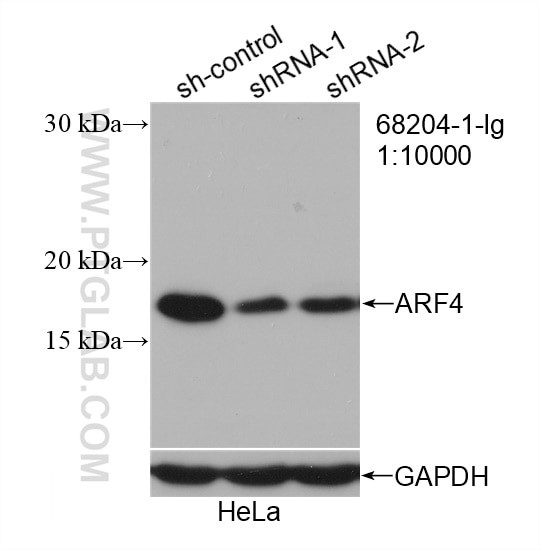 ARF4 Antibody in Western Blot (WB)