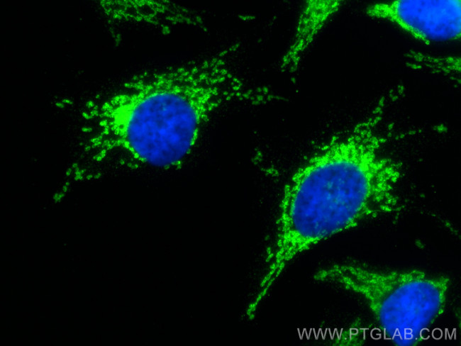 LETM1 Antibody in Immunocytochemistry (ICC/IF)