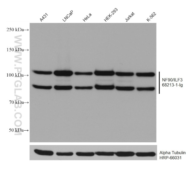 NF90/ILF3 Antibody in Western Blot (WB)