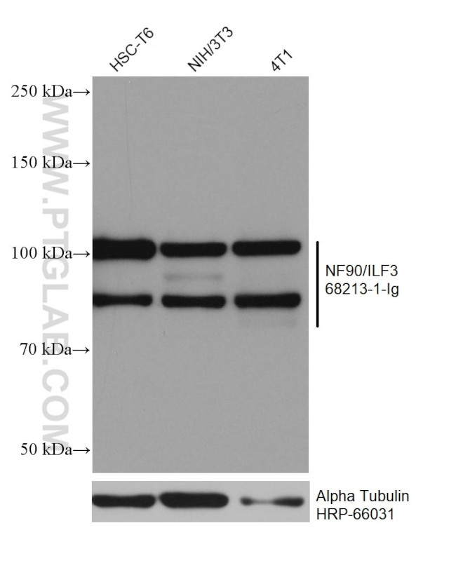 NF90/ILF3 Antibody in Western Blot (WB)