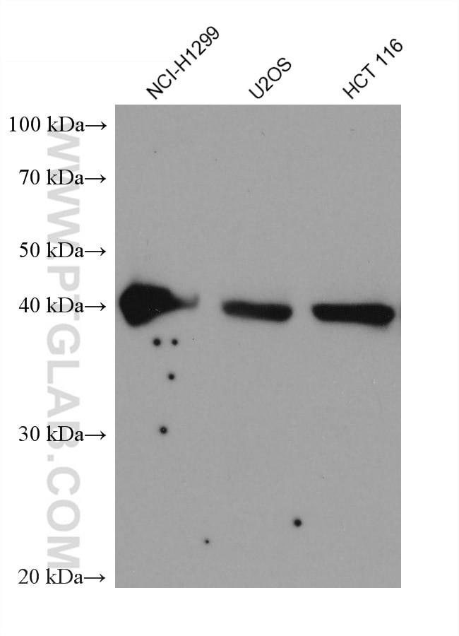 SPOP Antibody in Western Blot (WB)