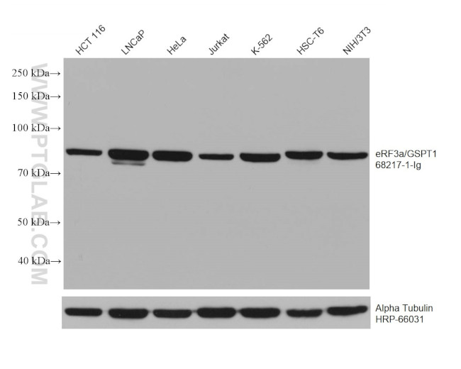 eRF3a/GSPT1 Antibody in Western Blot (WB)