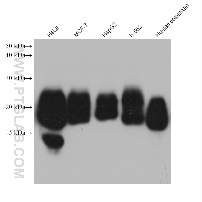 CD59 Antibody in Western Blot (WB)