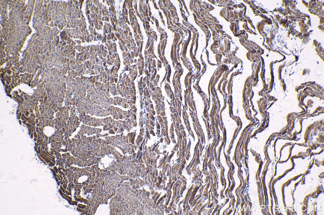 IMMT Antibody in Immunohistochemistry (Paraffin) (IHC (P))