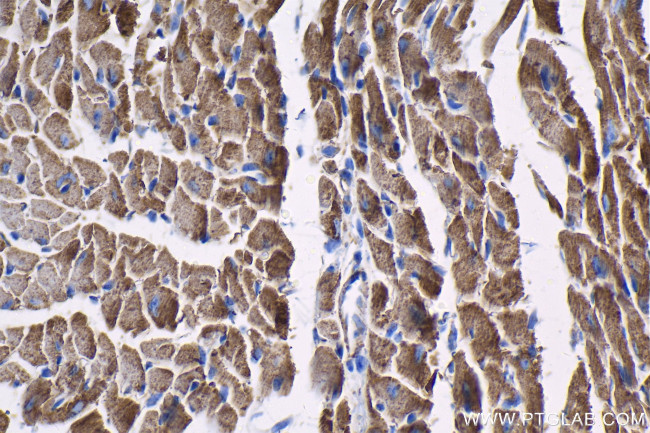 IMMT Antibody in Immunohistochemistry (Paraffin) (IHC (P))