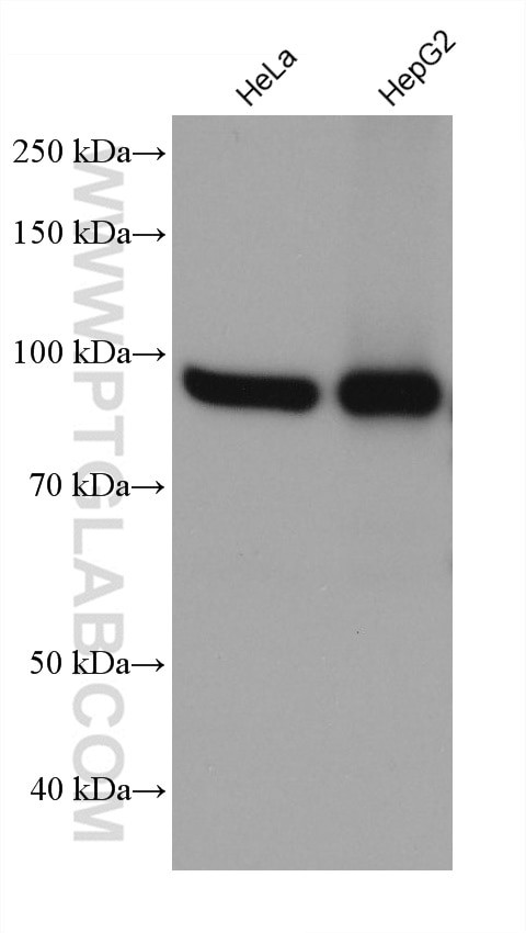 IMMT Antibody in Western Blot (WB)