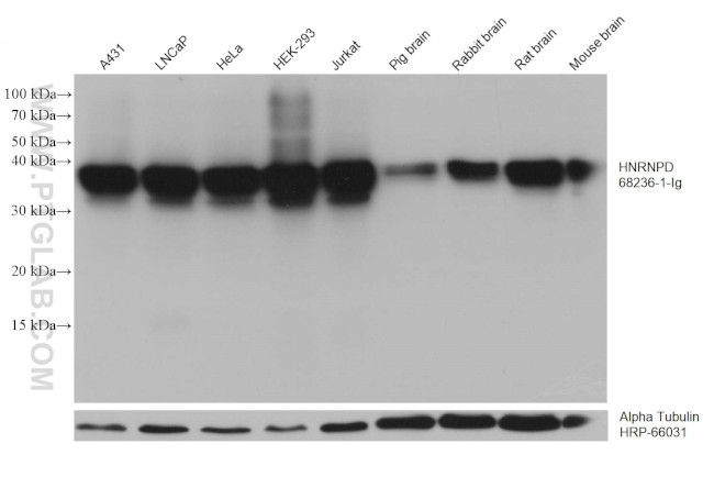 HNRNPD Antibody in Western Blot (WB)