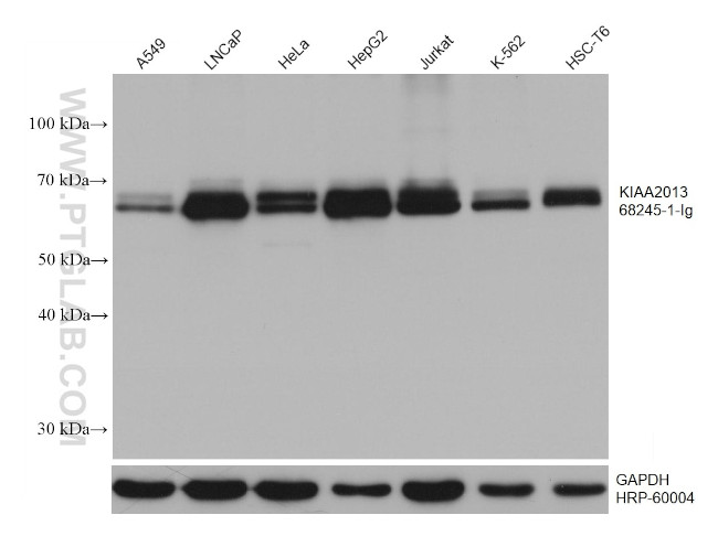 KIAA2013 Antibody in Western Blot (WB)