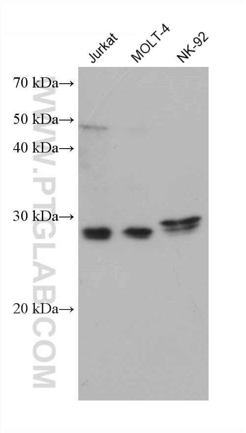 KLK8 Antibody in Western Blot (WB)