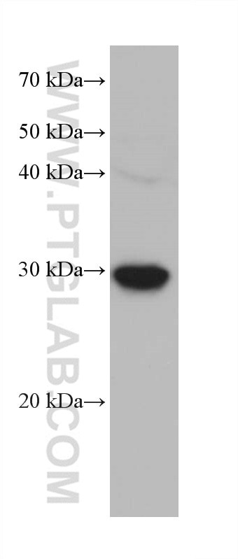 KLK8 Antibody in Western Blot (WB)