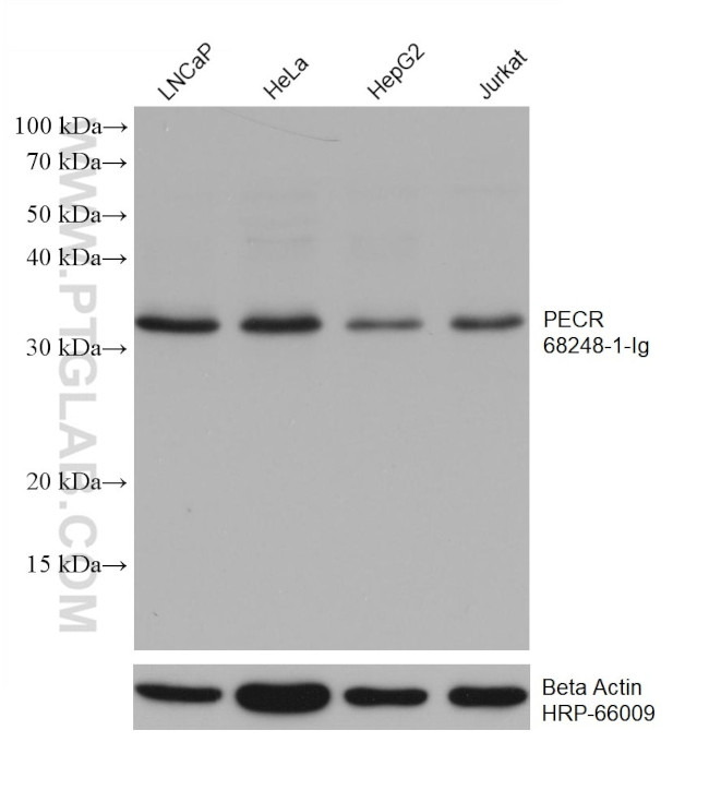 PECR Antibody in Western Blot (WB)