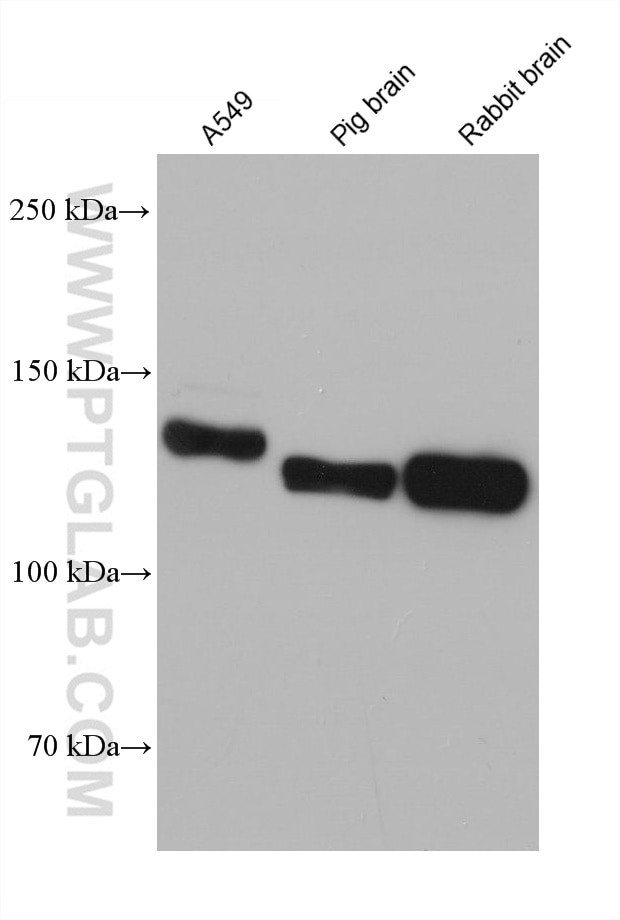 CNTN1 Antibody in Western Blot (WB)