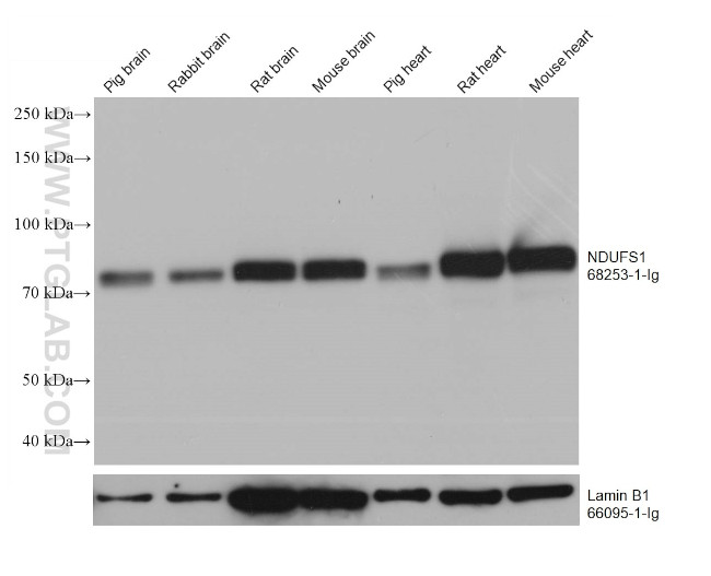 NDUFS1 Antibody in Western Blot (WB)