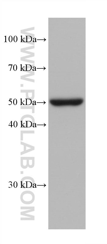 TMPRSS2 Antibody in Western Blot (WB)