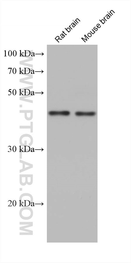 GNAI1 Antibody in Western Blot (WB)