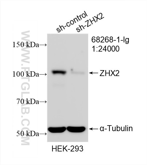 ZHX2 Antibody in Western Blot (WB)