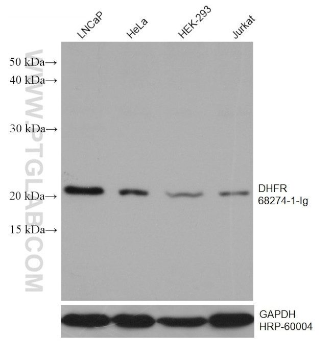 DHFR Antibody in Western Blot (WB)