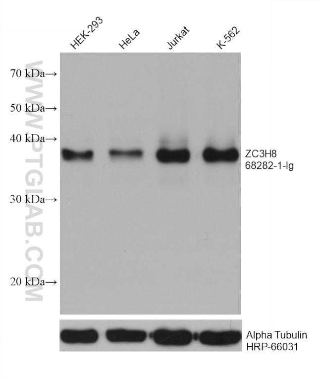 ZC3H8 Antibody in Western Blot (WB)