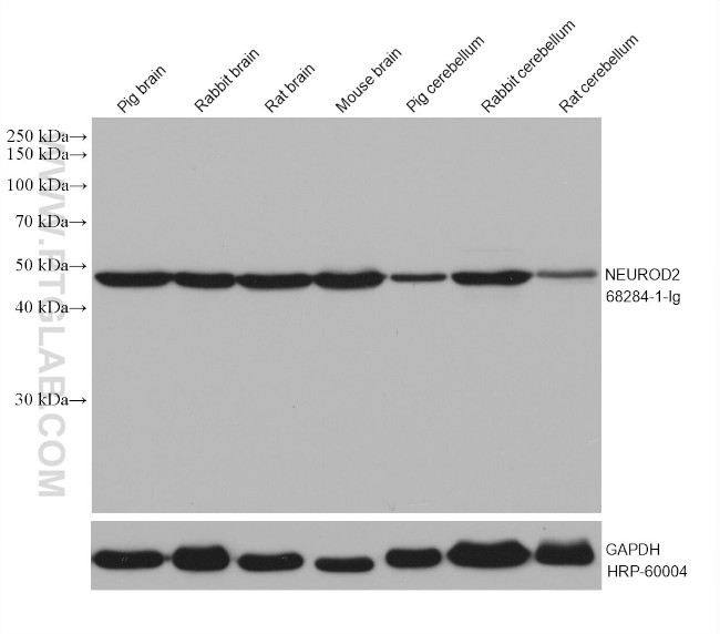 NEUROD2 Antibody in Western Blot (WB)