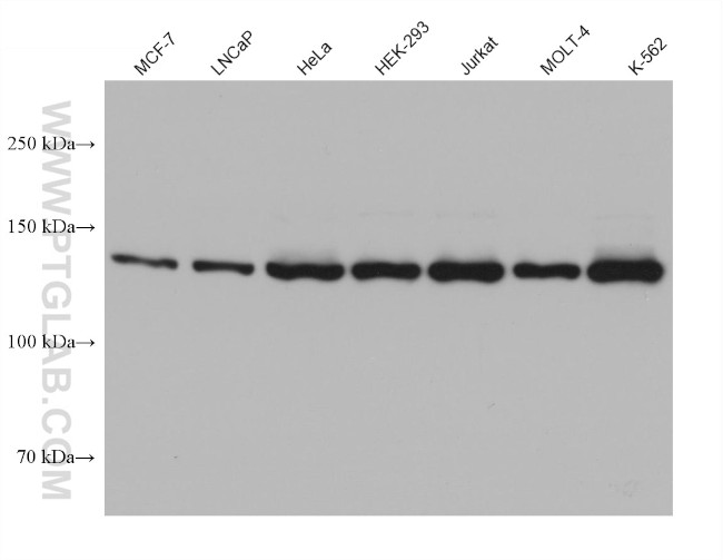 Raptor Antibody in Western Blot (WB)