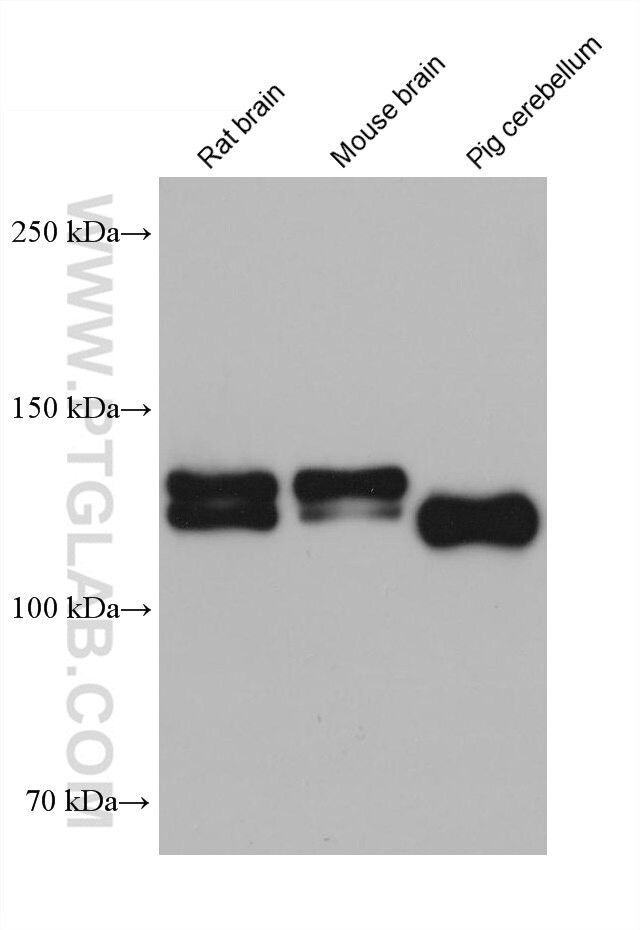 NRCAM Antibody in Western Blot (WB)