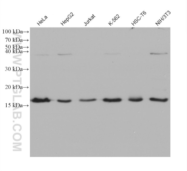 SNX3 Antibody in Western Blot (WB)