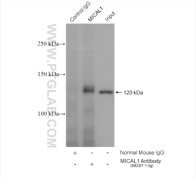 MICAL1 Antibody in Immunoprecipitation (IP)