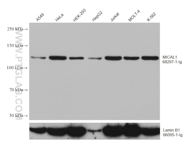 MICAL1 Antibody in Western Blot (WB)