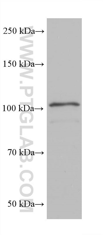 MICAL1 Antibody in Western Blot (WB)