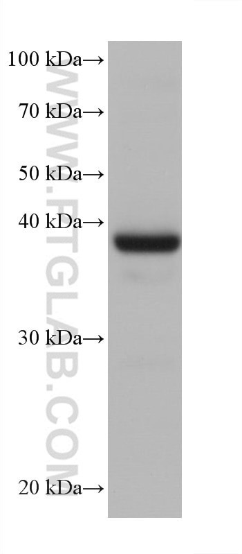 Cardiac Troponin T Antibody in Western Blot (WB)