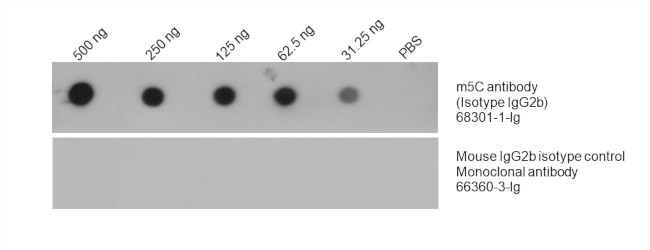 m5C Antibody in Dot Blot (DB)