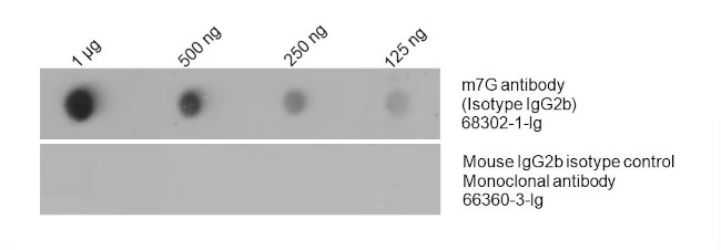 m7G Antibody in Dot Blot (DB)