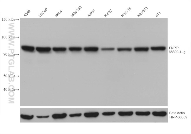 PNPT1 Antibody in Western Blot (WB)