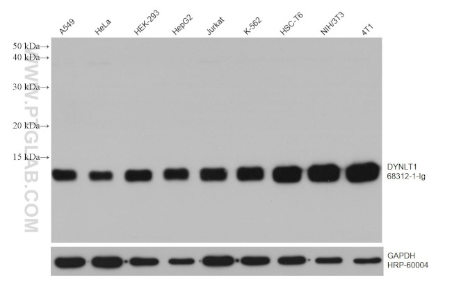 DYNLT1 Antibody in Western Blot (WB)