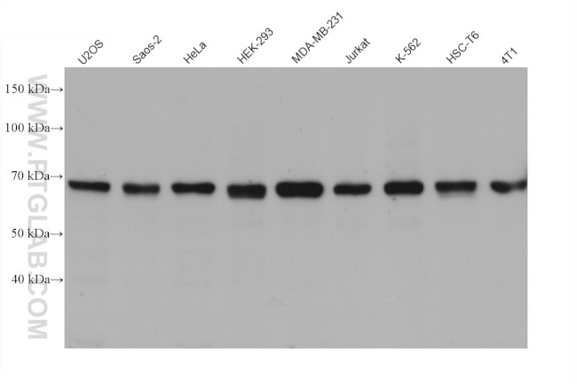 GTSE1 Antibody in Western Blot (WB)