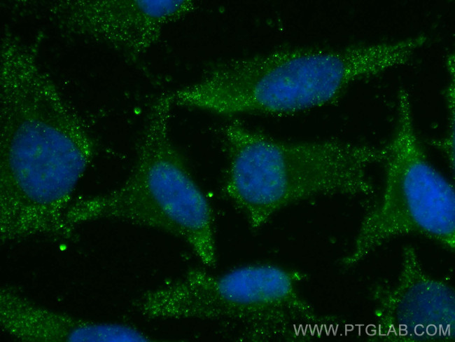 EXOSC10 Antibody in Immunocytochemistry (ICC/IF)