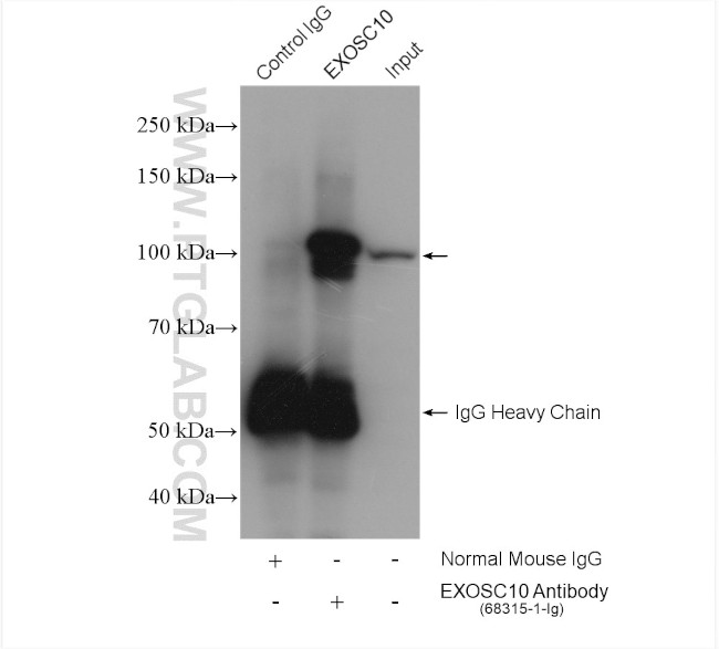 EXOSC10 Antibody in Immunoprecipitation (IP)