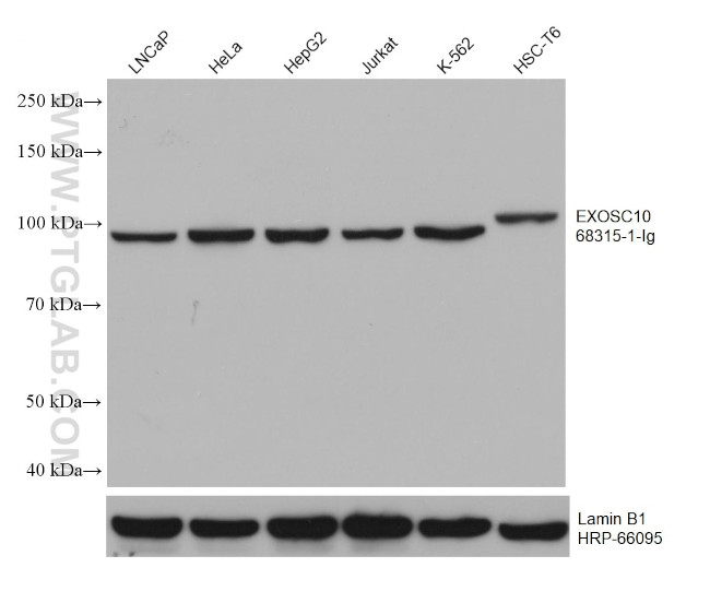 EXOSC10 Antibody in Western Blot (WB)