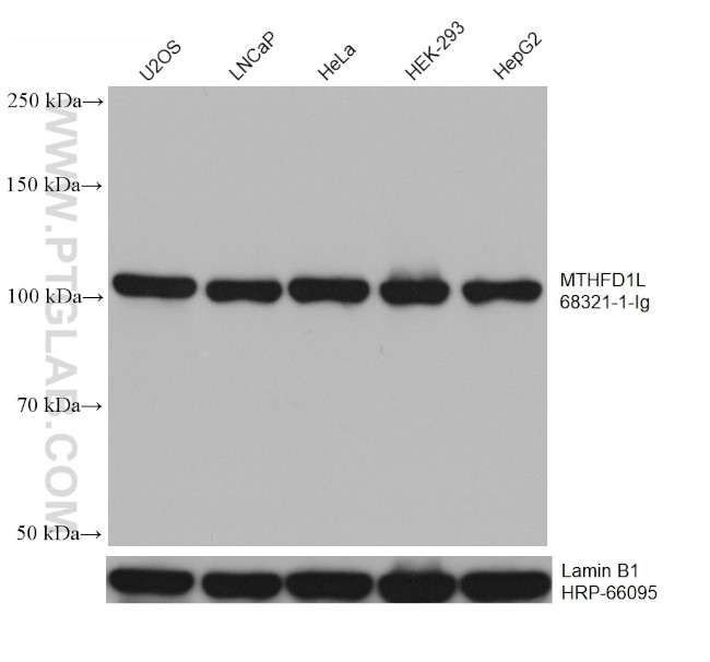 MTHFD1L Antibody in Western Blot (WB)