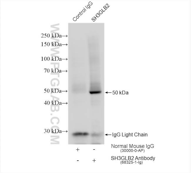 SH3GLB2 Antibody in Immunoprecipitation (IP)