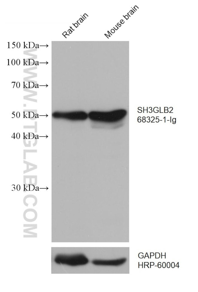 SH3GLB2 Antibody in Western Blot (WB)