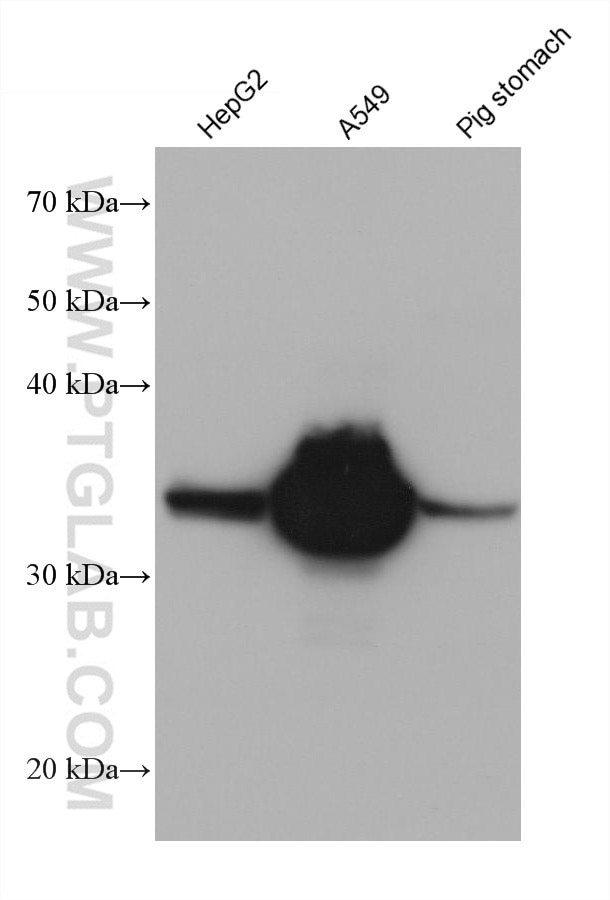 AKR1B10 Antibody in Western Blot (WB)