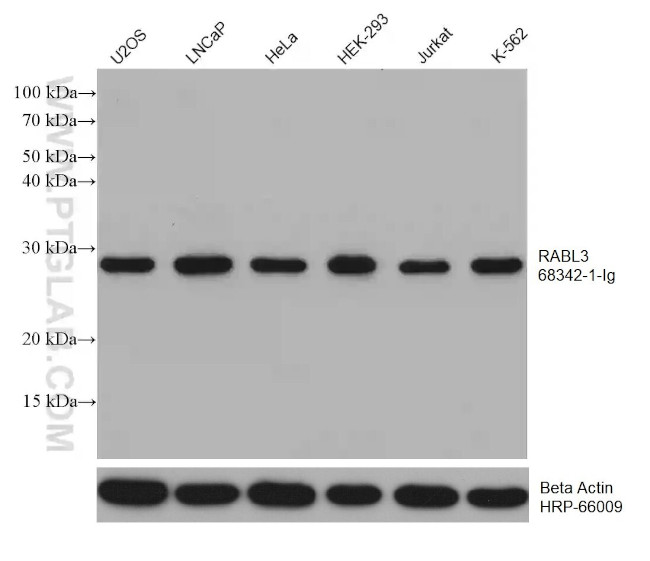 RABL3 Antibody in Western Blot (WB)