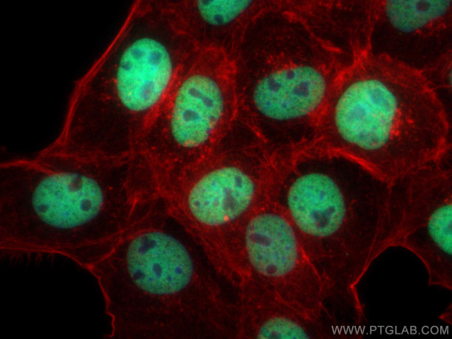 Histone H3 Antibody in Immunocytochemistry (ICC/IF)