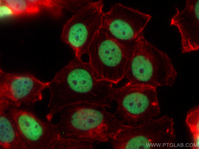 Histone H3 Antibody in Immunocytochemistry (ICC/IF)