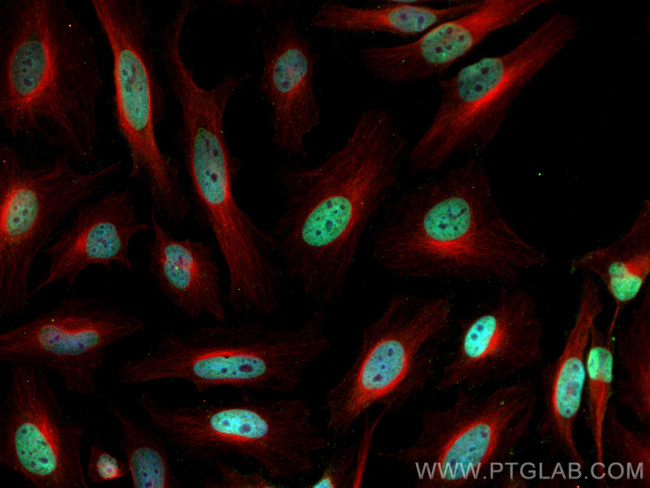 Histone H3 Antibody in Immunocytochemistry (ICC/IF)