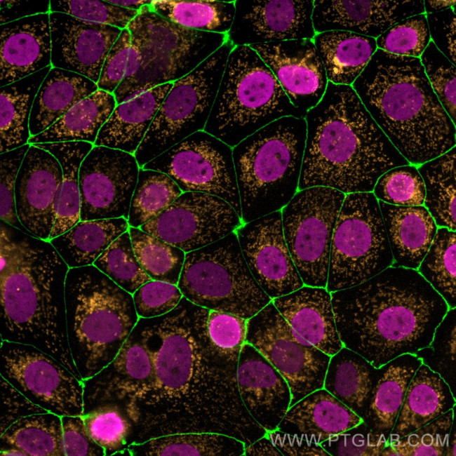 Histone H3 Antibody in Immunocytochemistry (ICC/IF)