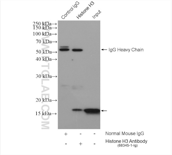 Histone H3 Antibody in Immunoprecipitation (IP)